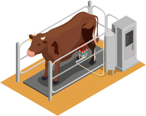 vaca-ordenha